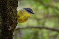 Lejscik zluty - Eopsaltria australis - Eastern Yellow Robin o4424